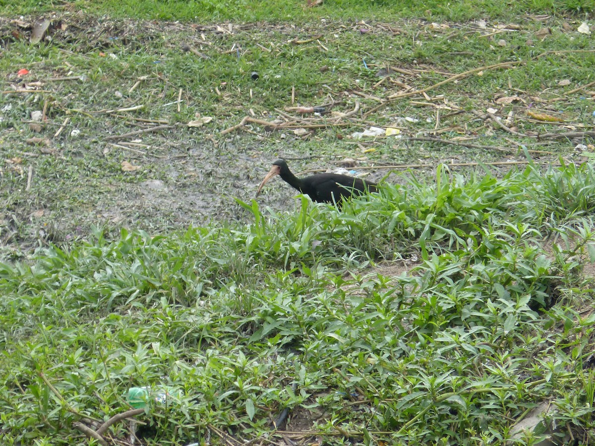 Bare-faced Ibis - ML646133939