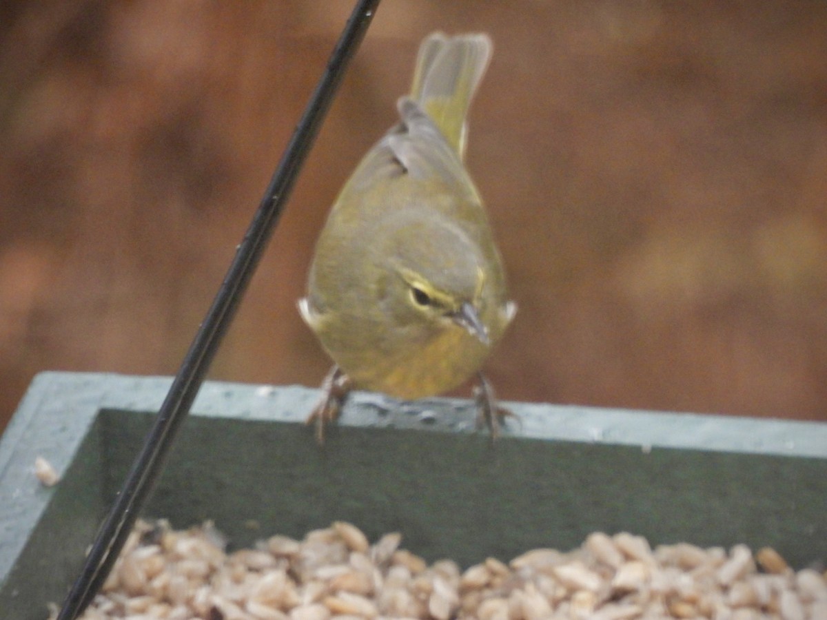 Orange-crowned Warbler - ML646133942