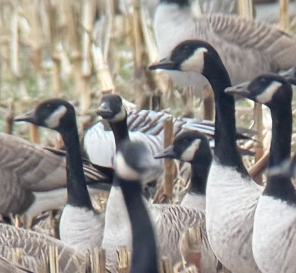 Barnacle Goose - ML646133944