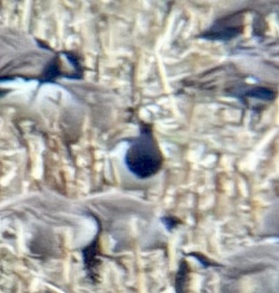 Barnacle Goose - ML646133945