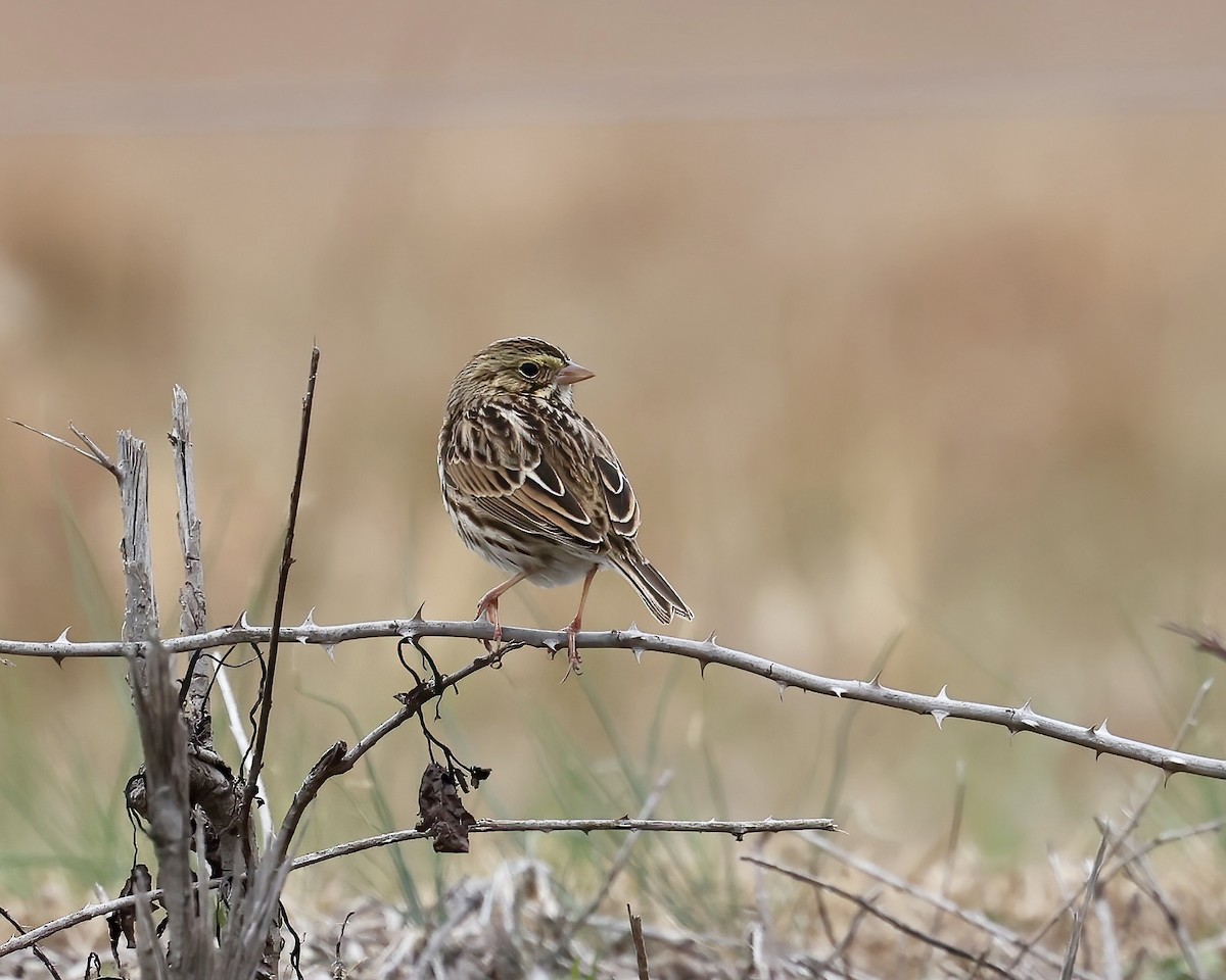 Savannah Sparrow - ML646133955