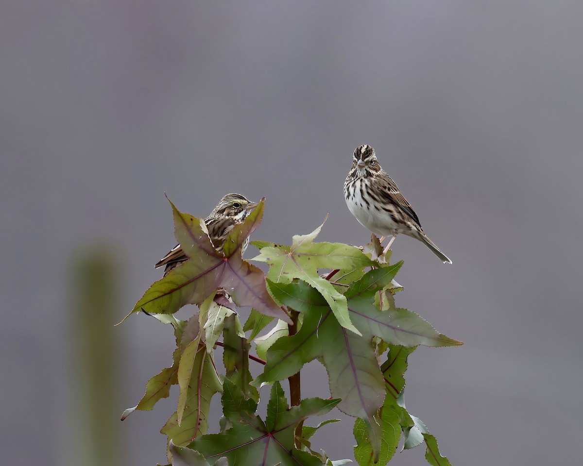 Savannah Sparrow - ML646133956