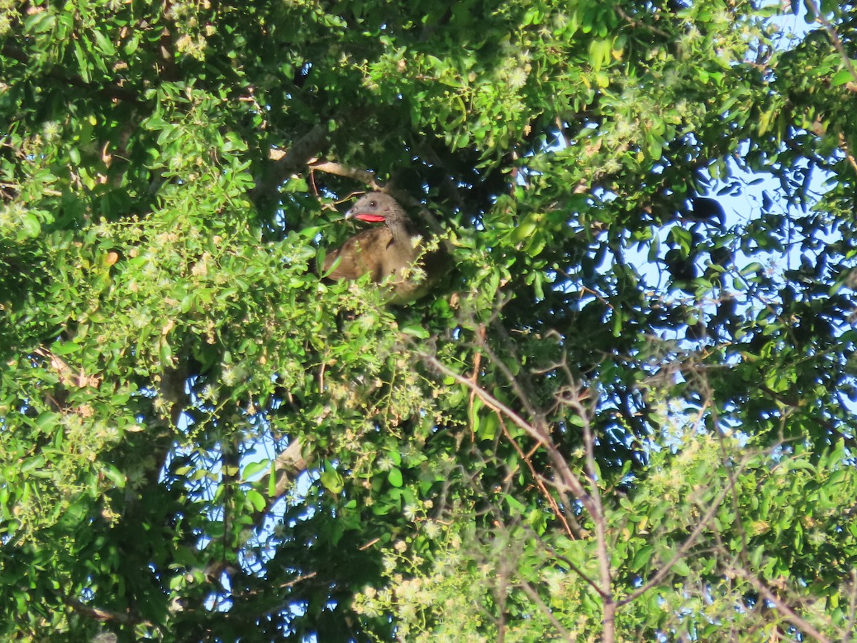 White-bellied Chachalaca - ML646133957