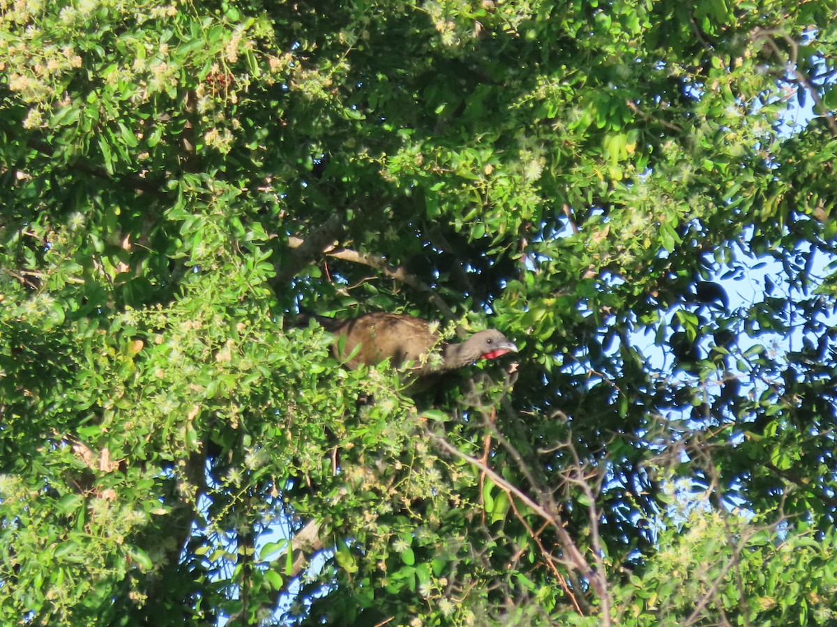 White-bellied Chachalaca - ML646133958