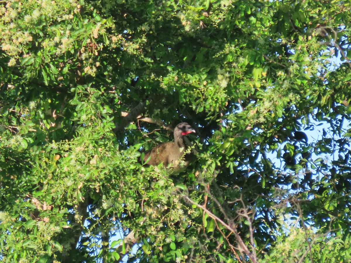 White-bellied Chachalaca - ML646133959