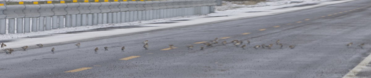 Snow Bunting - ML646133972