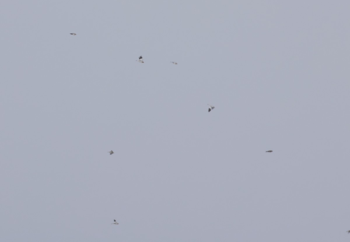 Snow Bunting - ML646133973