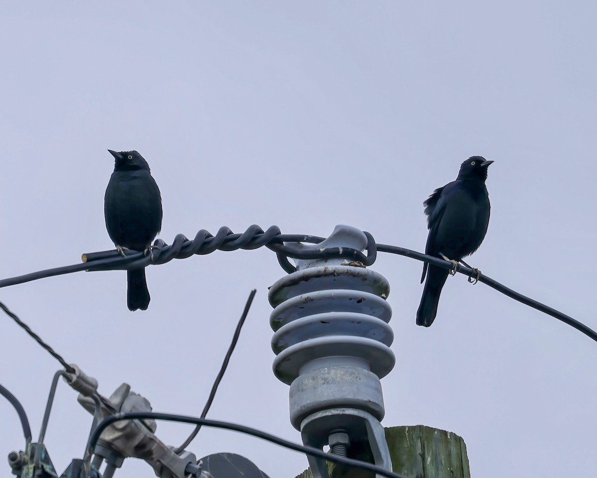 Brewer's Blackbird - ML646133975