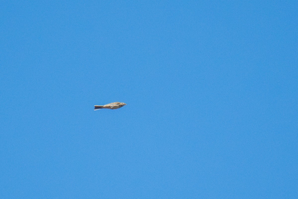 American Pipit - ML646133977