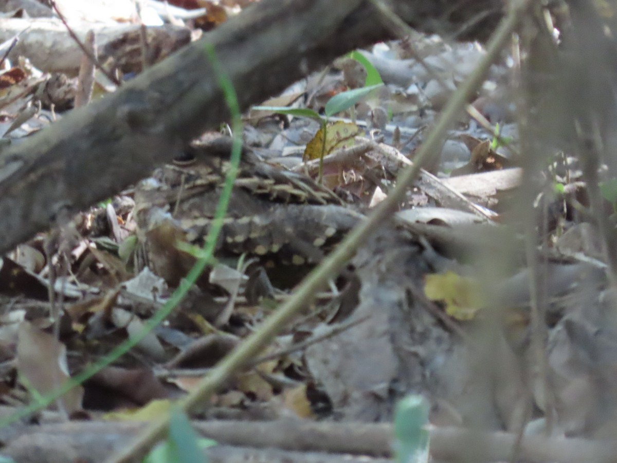 Пораке - ML646133986