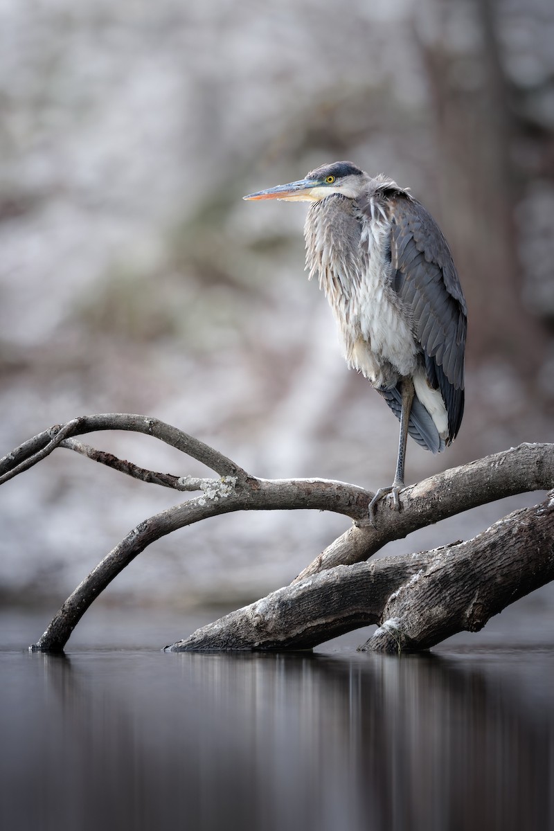 Great Blue Heron - ML646133998