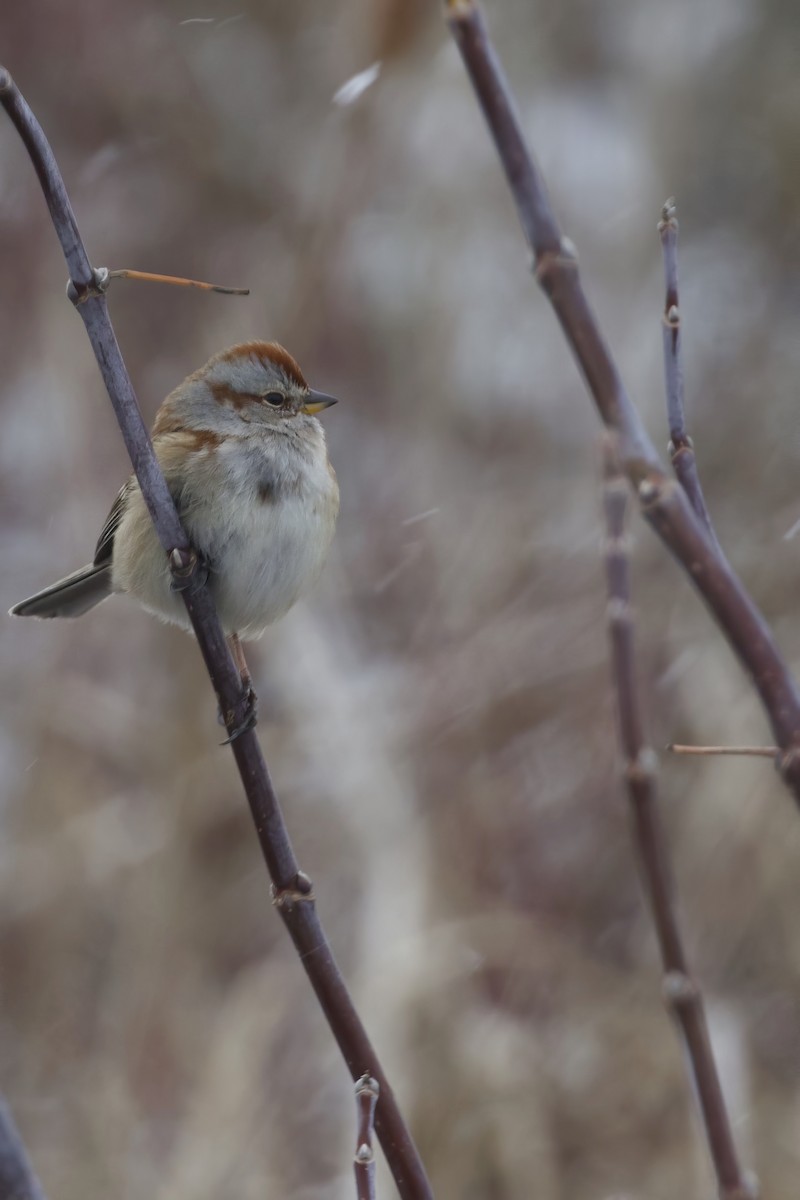 American Tree Sparrow - ML646134000