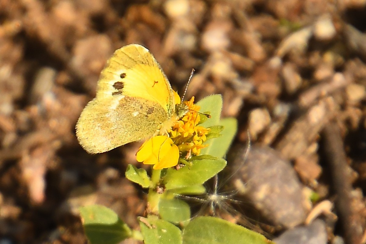 Dainty Sulphur - ML646134001