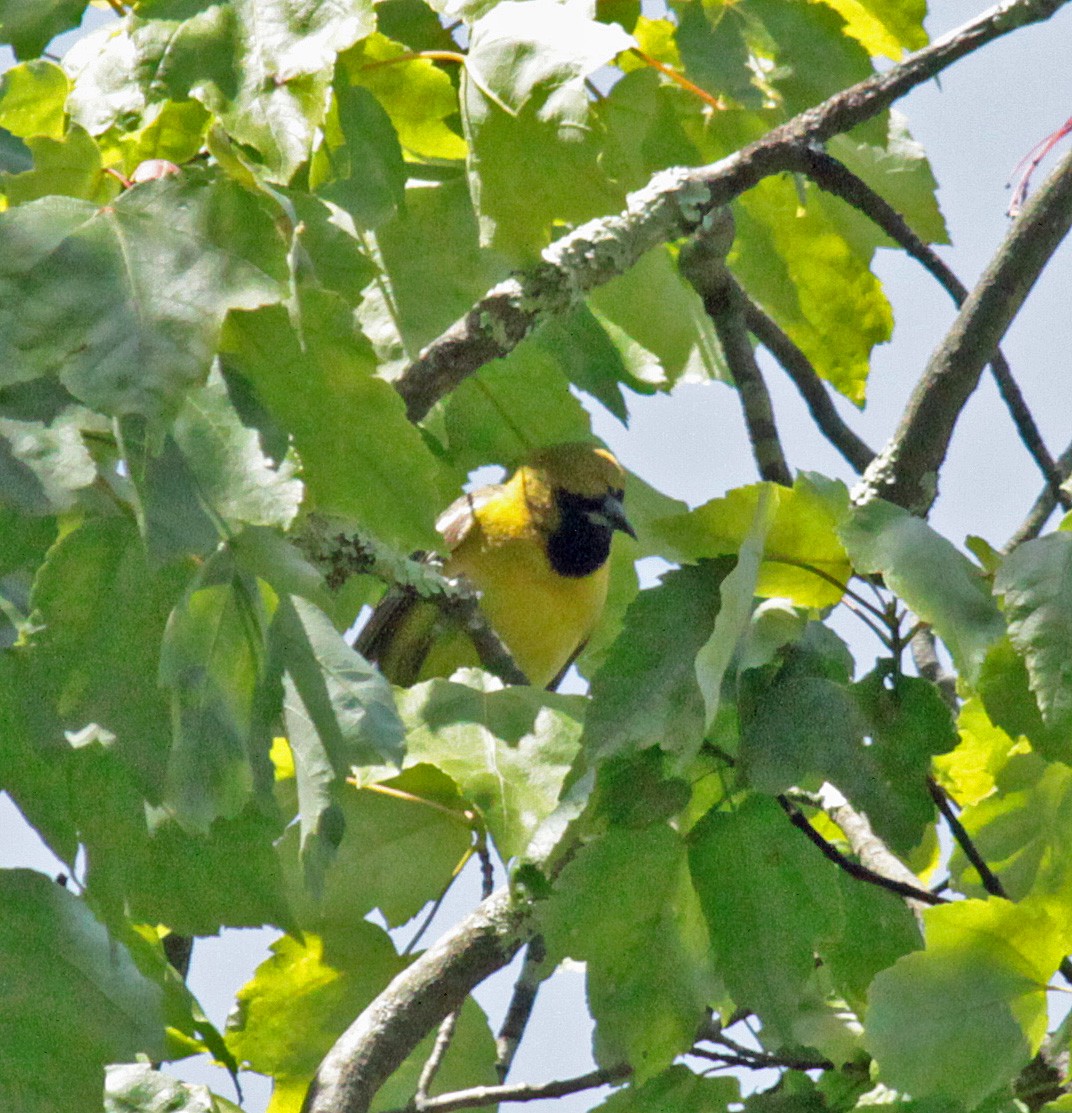 Orchard Oriole - ML646134002