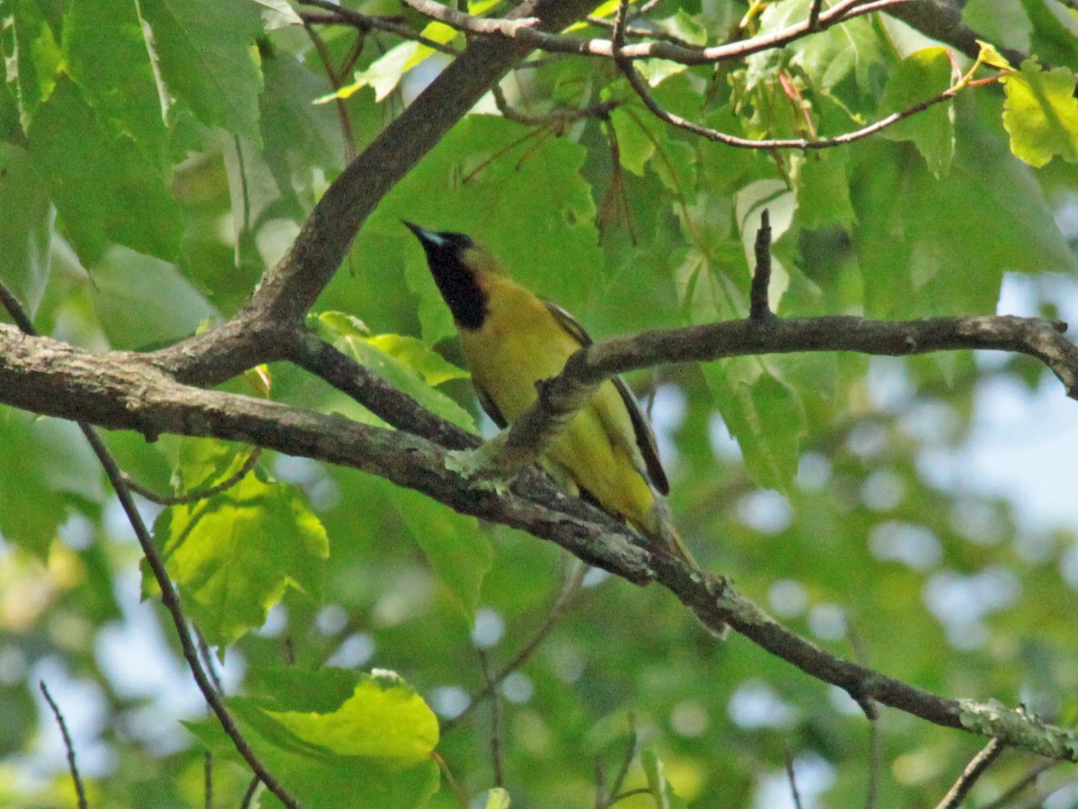 Orchard Oriole - ML646134003