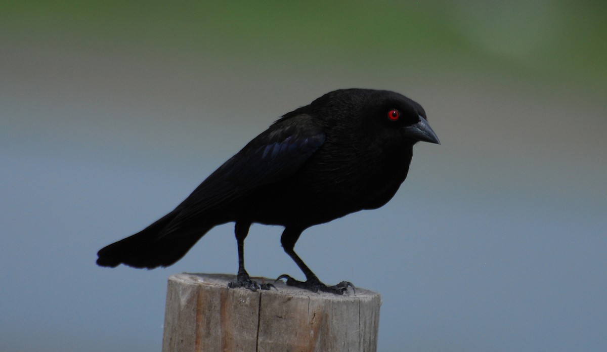 Красноглазый трупиал - ML646134005