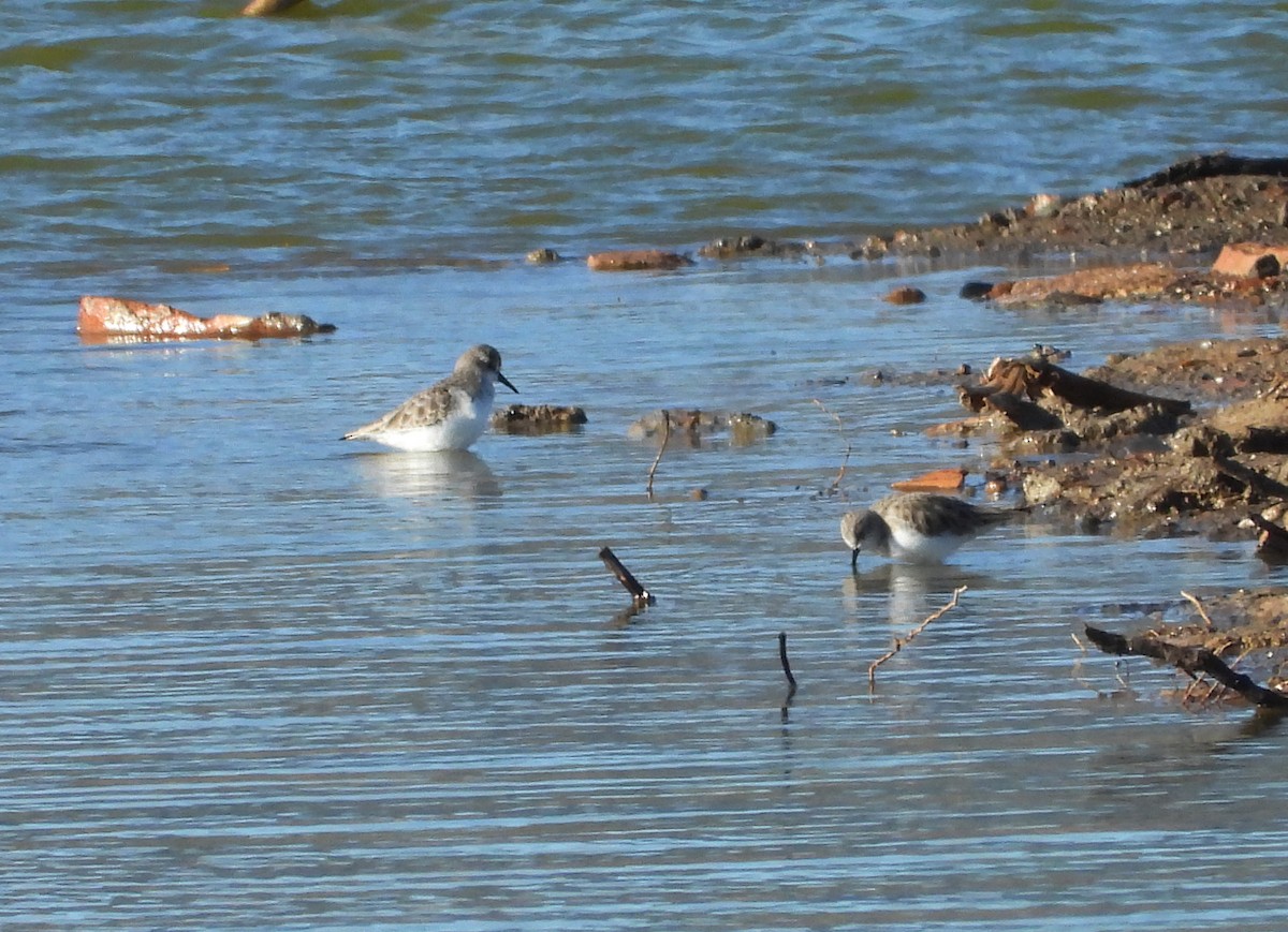 Little Stint - ML646134008