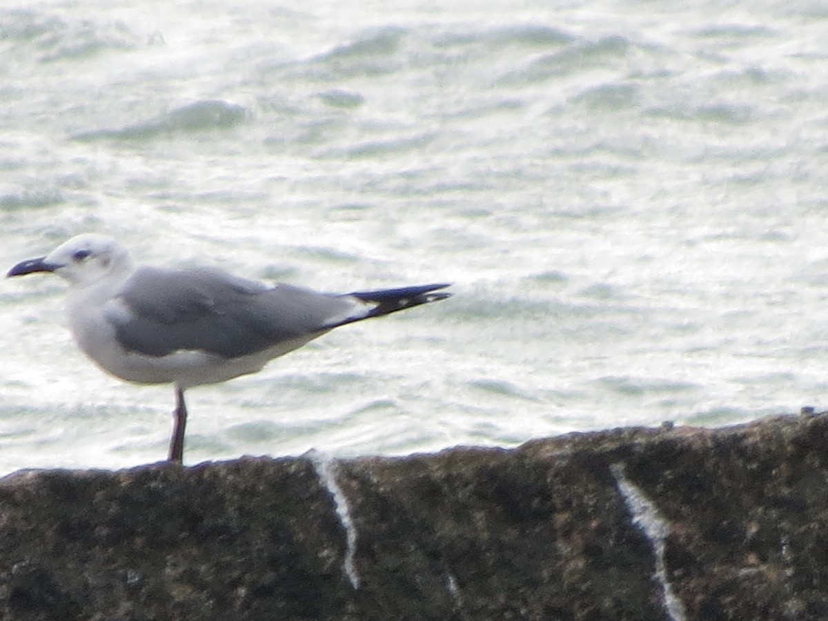 Mouette atricille - ML646134009