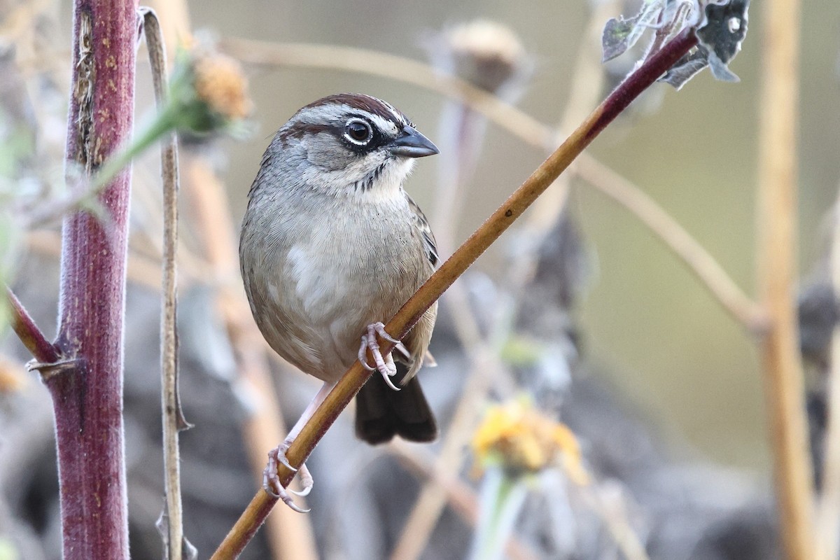 Oaxaca Sparrow - ML646134034