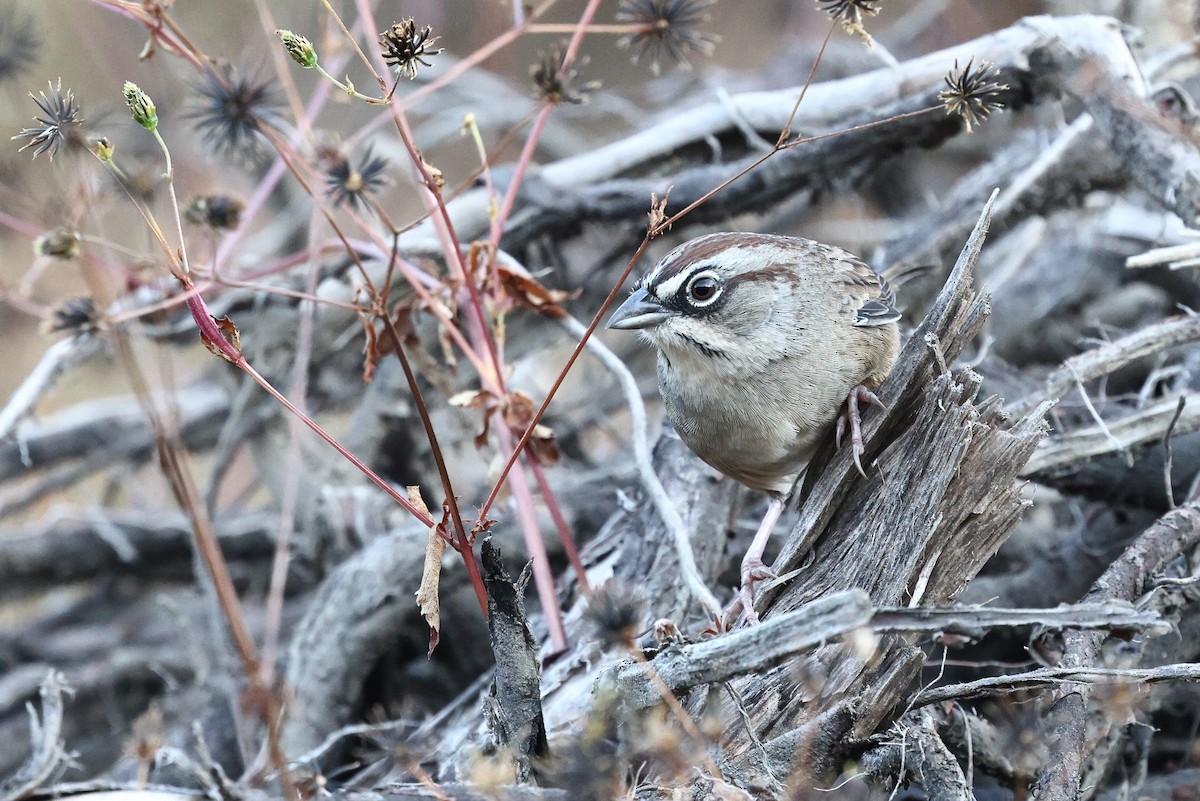 Oaxaca Sparrow - ML646134036