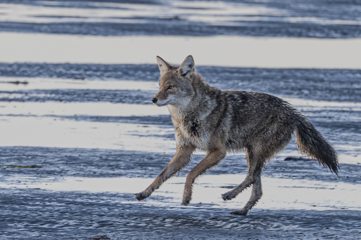 Coyote - ML646134042