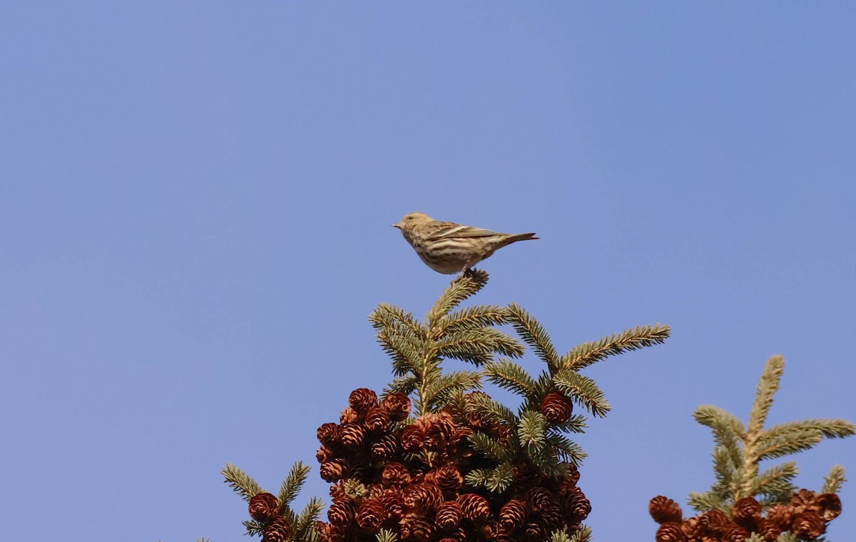 Pine Siskin - ML646134050