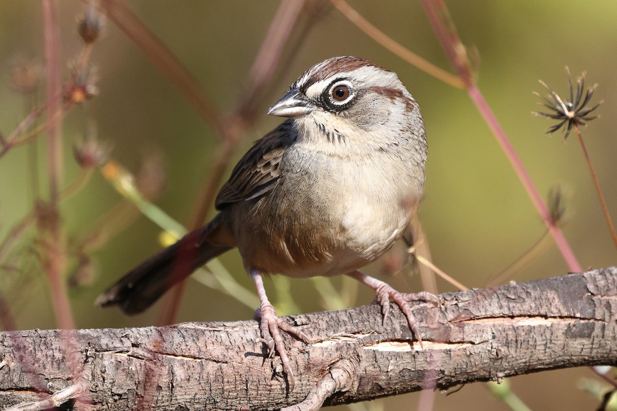 Oaxaca Sparrow - ML646134059