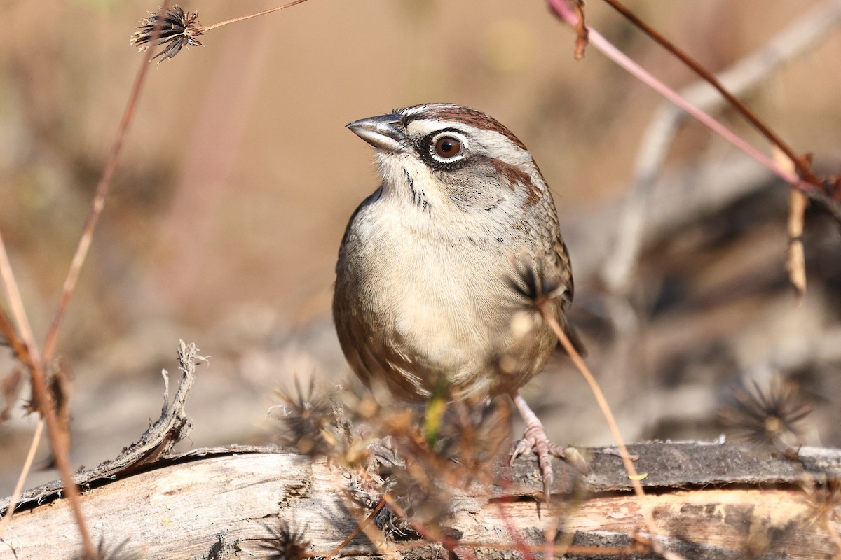 Oaxaca Sparrow - ML646134060