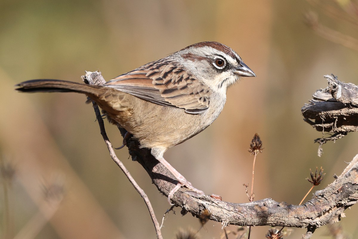 Oaxaca Sparrow - ML646134061