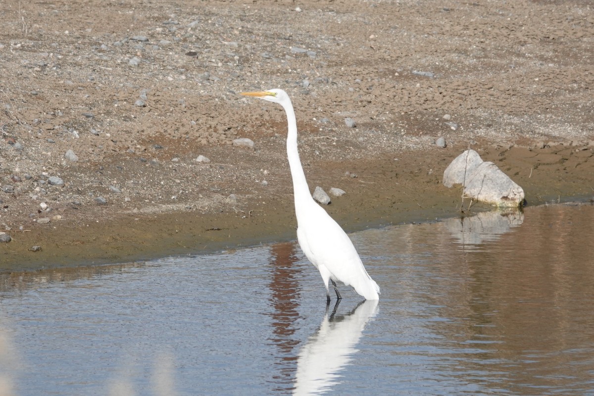 Great Egret - ML646134063