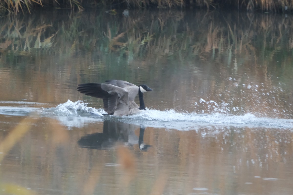 Canada Goose - ML646134064
