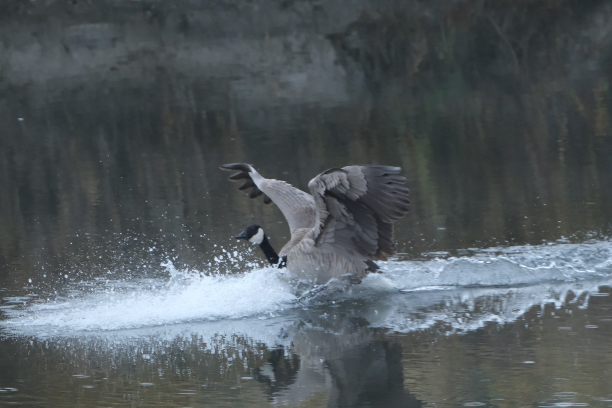 Canada Goose - ML646134065