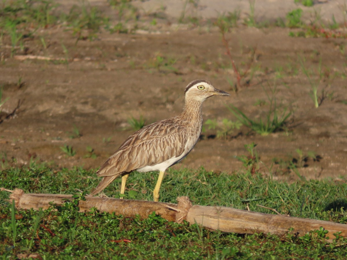 マミジロイシチドリ - ML646134077