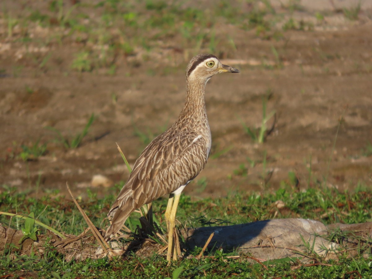 マミジロイシチドリ - ML646134078