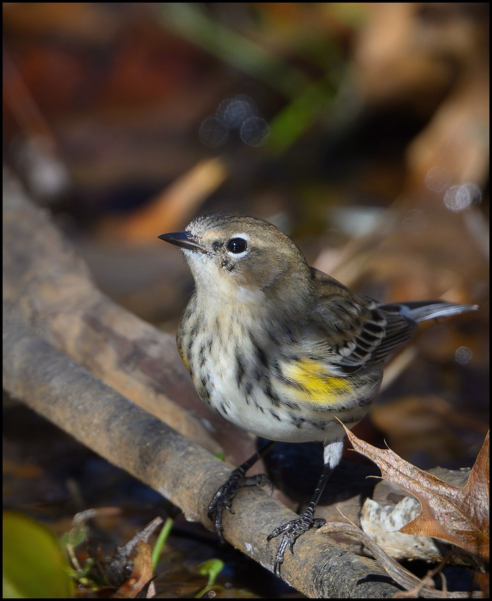 キヅタアメリカムシクイ - ML646134084