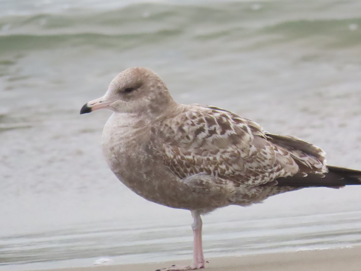 カリフォルニアカモメ - ML646134086