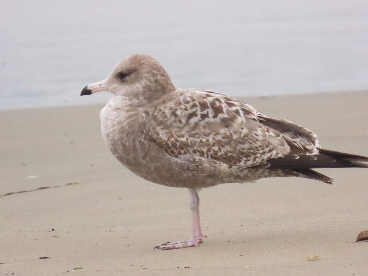 カリフォルニアカモメ - ML646134088