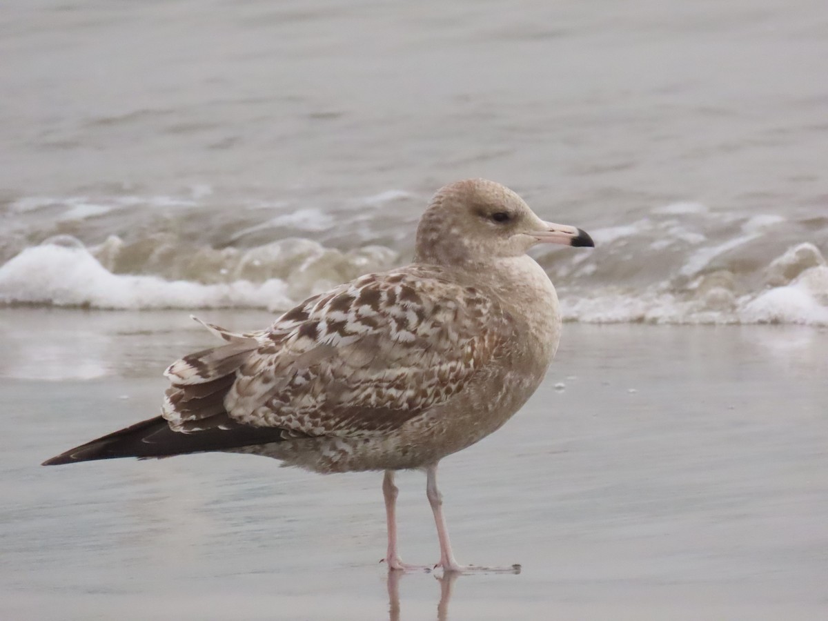 カリフォルニアカモメ - ML646134089