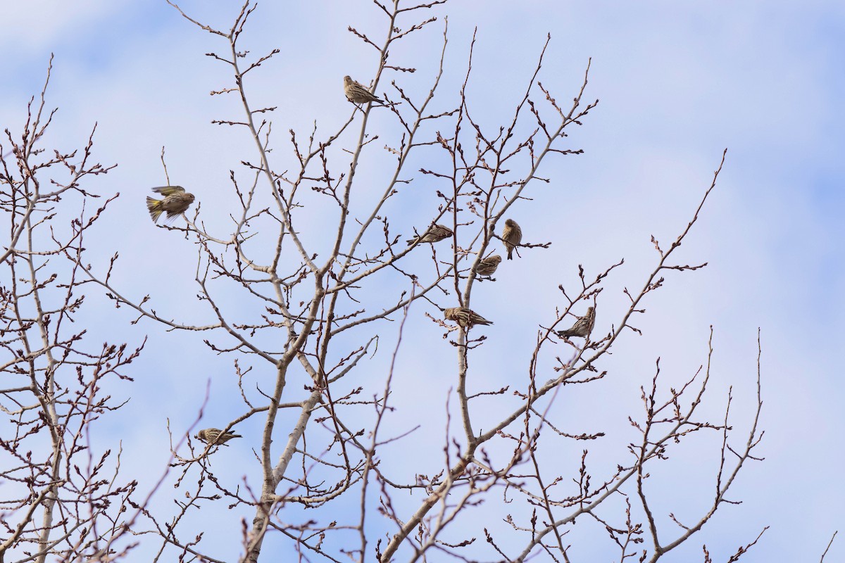 マツノキヒワ - ML646134090