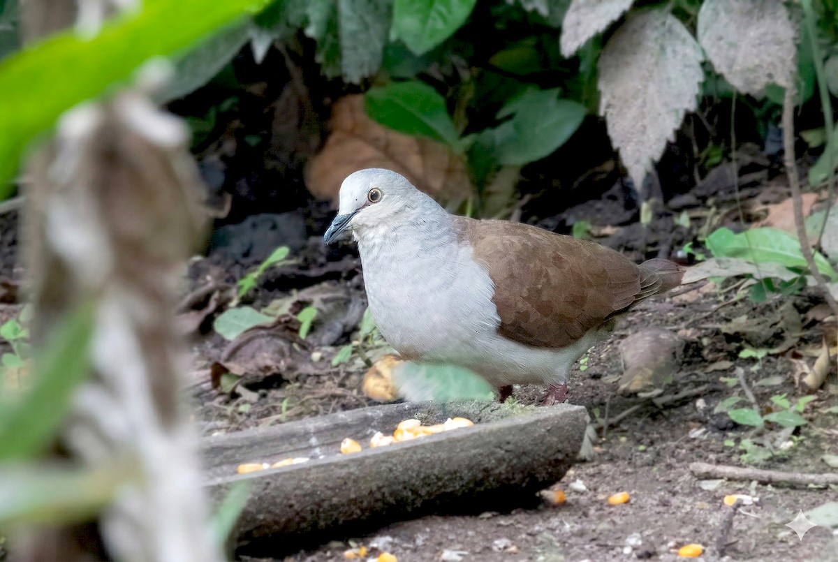 ウスイロシャコバト - ML646134091