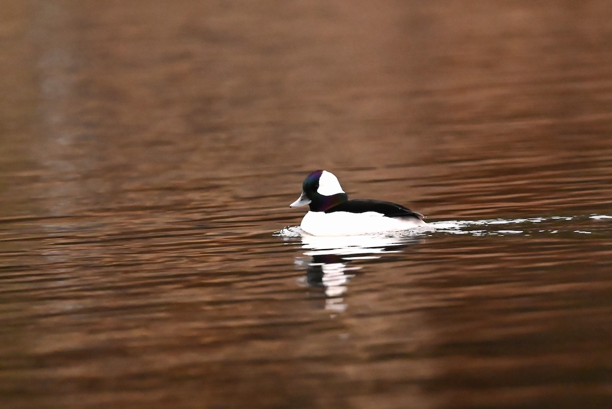 ヒメハジロ - ML646134092