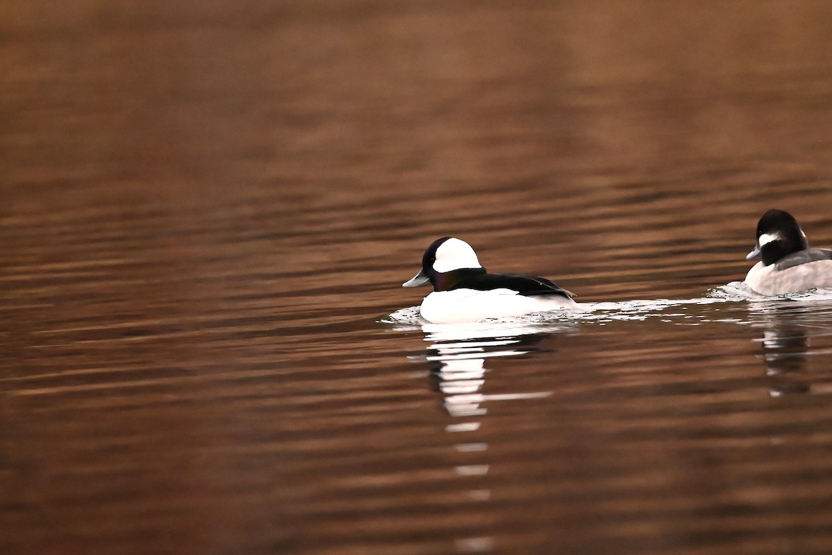 ヒメハジロ - ML646134093