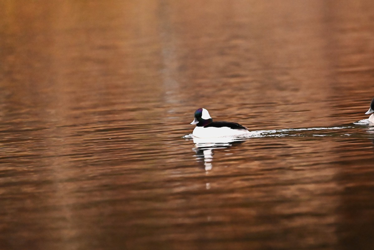 ヒメハジロ - ML646134094