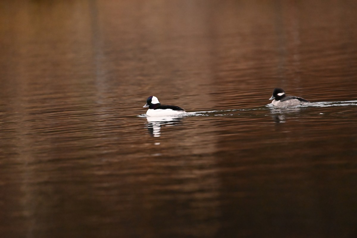 ヒメハジロ - ML646134095