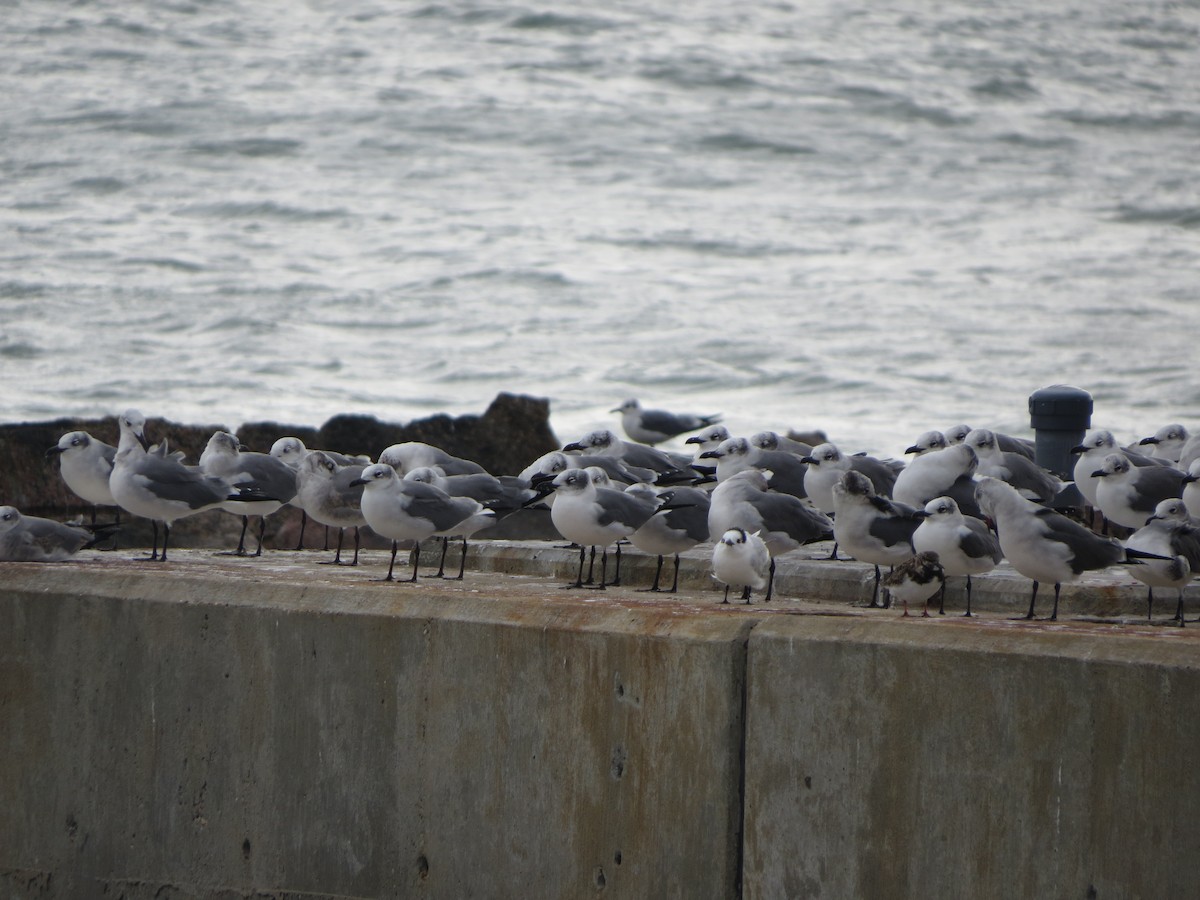 ワライカモメ - ML646134097