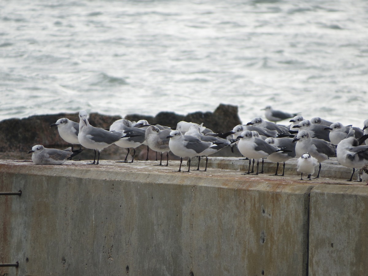 ワライカモメ - ML646134098