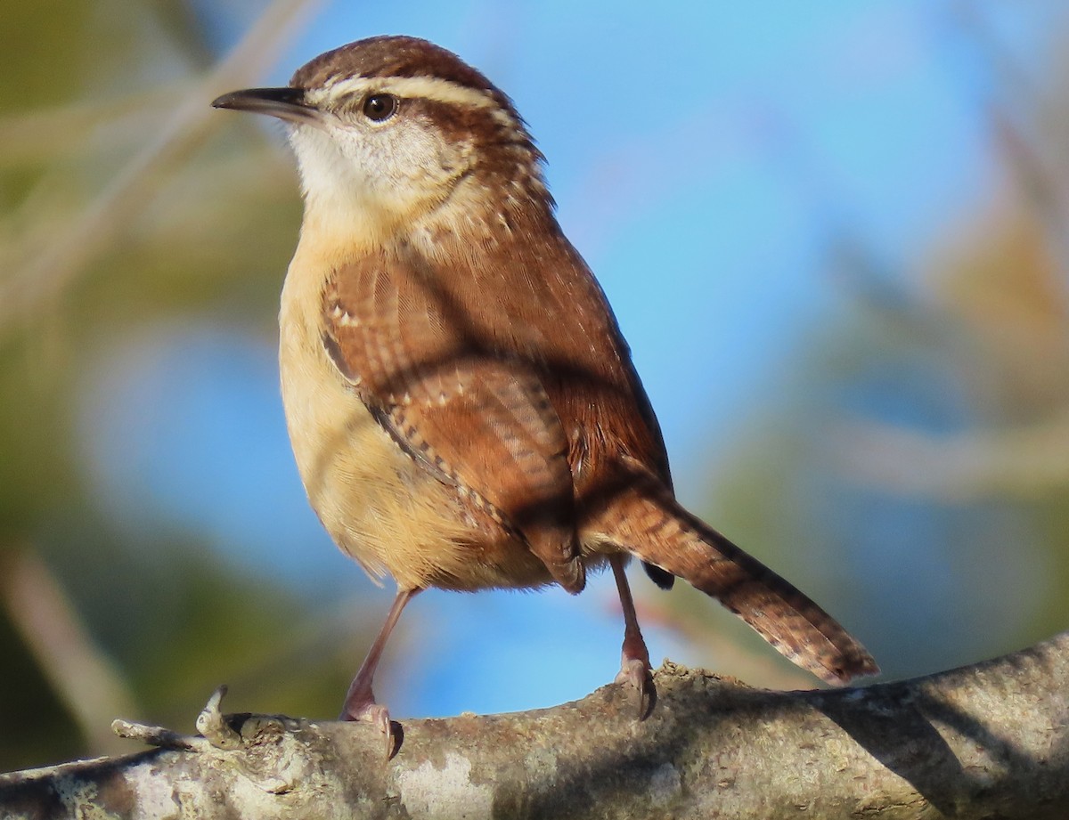 チャバラマユミソサザイ - ML646134103