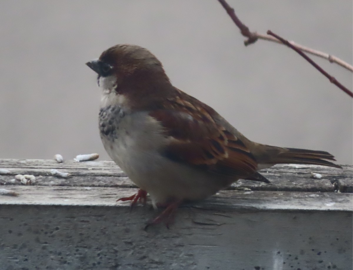 イエスズメ - ML646134104