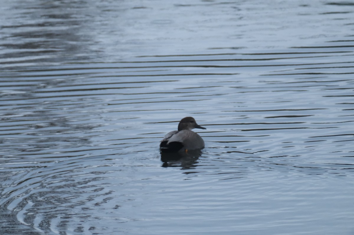 オカヨシガモ - ML646134106