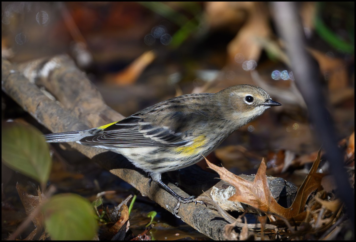 キヅタアメリカムシクイ - ML646134107